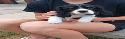 Cavalier King Charles Spaniel dogs for sale: Fully vaccinated Tri BOYS - Advert 3