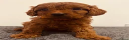 Cavapoo dogs for sale: Darling Cavapoos  - Advert 19