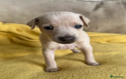 Italian Greyhound dogs for sale: Tiny cream and white Italian Greyhound boys - Image 3