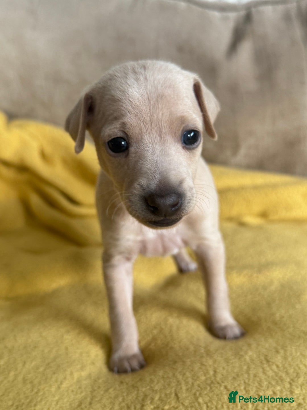 Italian Greyhound dogs for sale: Tiny cream and white Italian Greyhound boys - Image 3