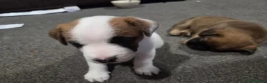 Mixed Breed 2
