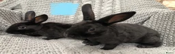 Rex rabbits for sale: Beautiful velvet mini Rex & Rex rabbits - Advert 10