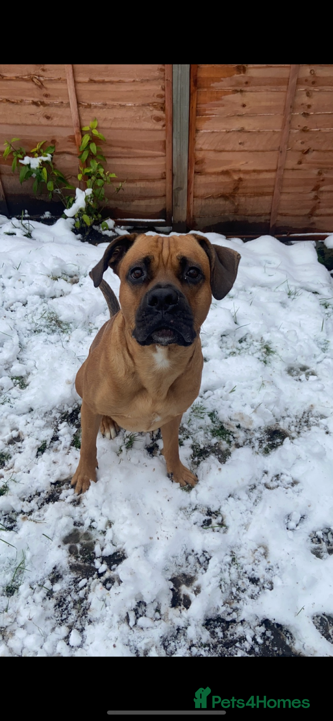 Mixed Breed dogs for sale: Belgian Mali x cane corso  - Image 3