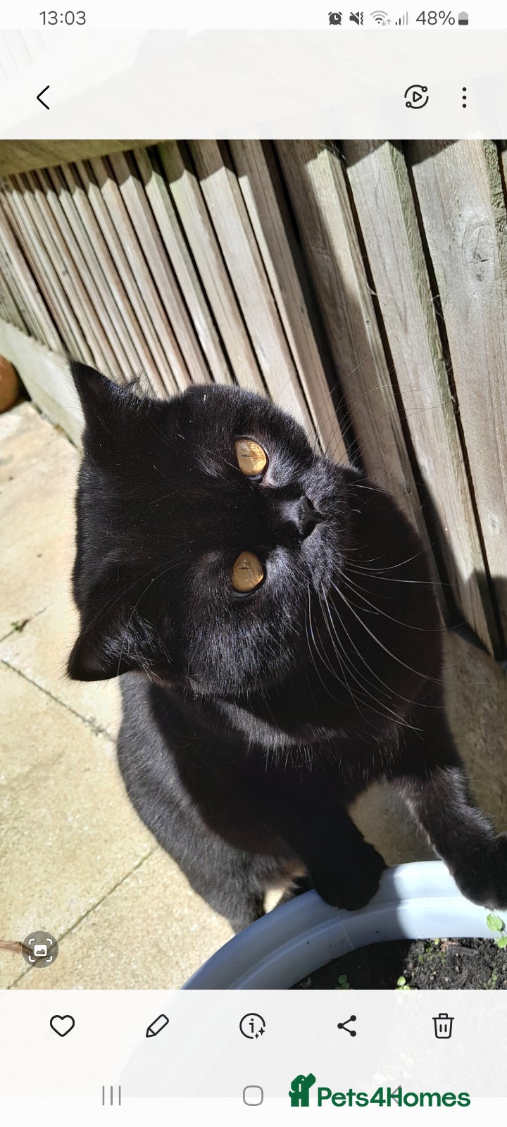 British Shorthair cats Black active girl - Advert 2