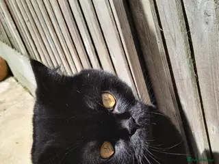 British Shorthair cats Black active girl - Advert 2