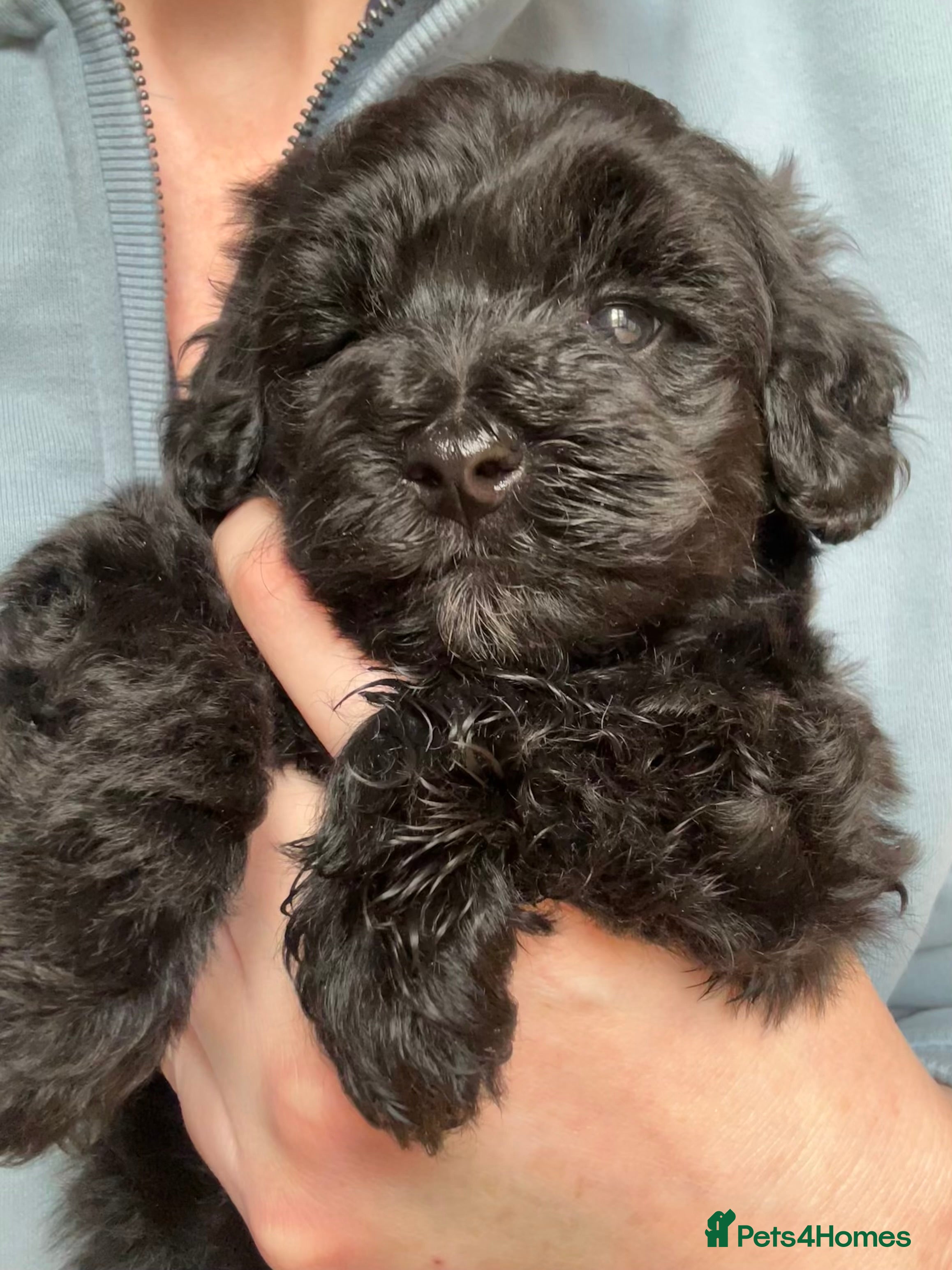 Maltipoo dogs Merle. Champagne, black pups Fully health tested - Advert 7