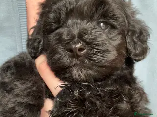 Maltipoo dogs Merle. Champagne, black pups Fully health tested - Advert 7