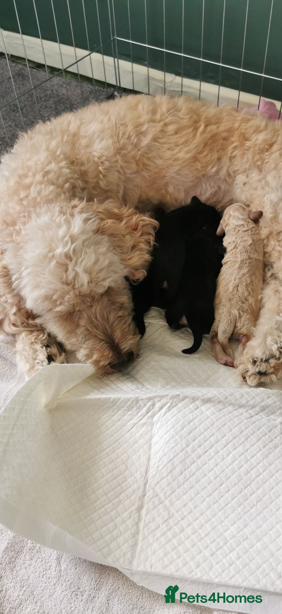 Cockapoo dogs Last 2 females for sale - Advert 1