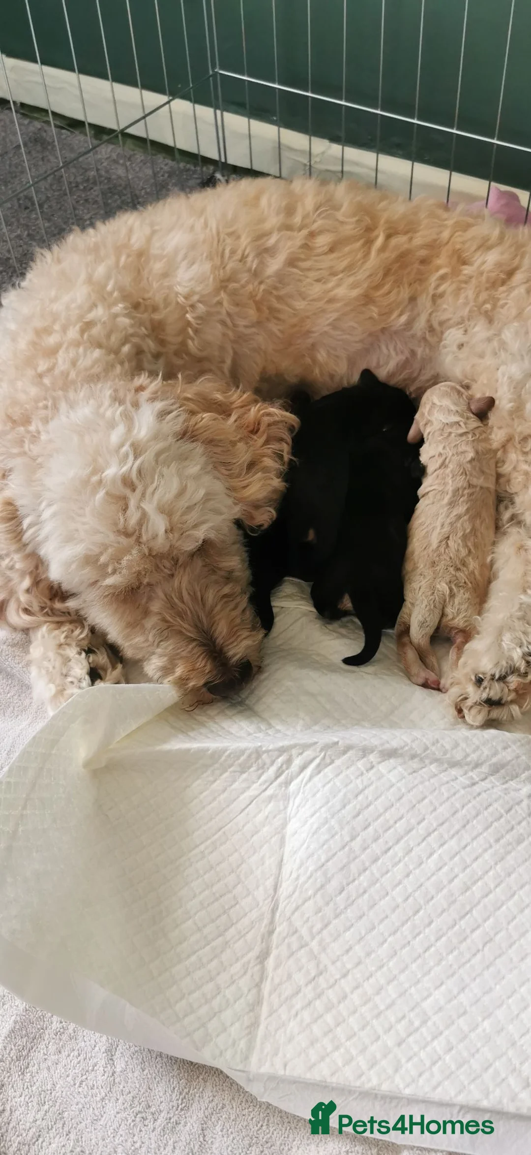 Cockapoo dogs for sale: Last 2 females for sale - Advert 1