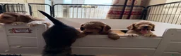 Mixed Breed dogs for sale: Beautiful Miniature Austrailian Labradoodle pups in Northwich - Advert 4