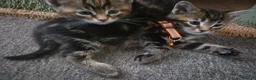 Maine Coon cats for sale: Beautiful Maine Coon X Ginger Kittens Sale - Advert 19