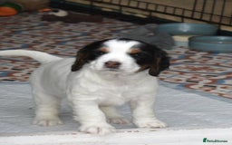 Cocker Spaniel dogs for sale: Working cocker spaniel pups - Image 3