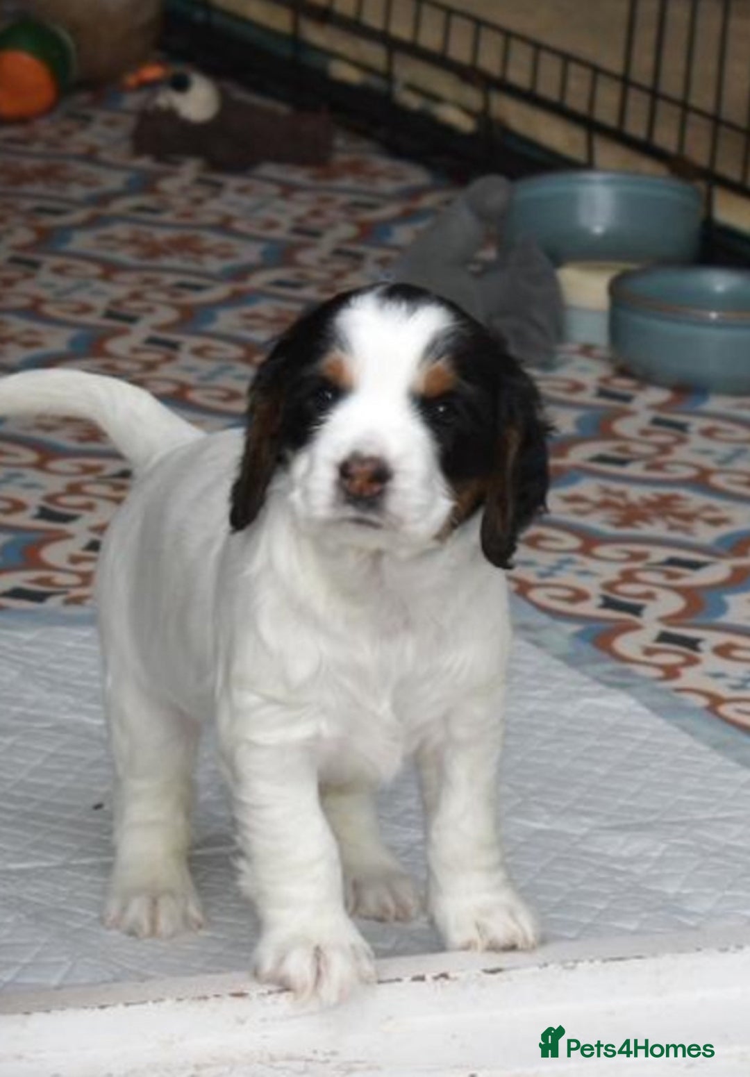 Cocker Spaniel dogs for sale: Working cocker spaniel pups - Image 3