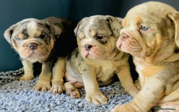 English Bulldog dogs for sale: READY NOW LILAC MERLE ENGLISH BULLDOG BOY in Gunnislake - Image 4