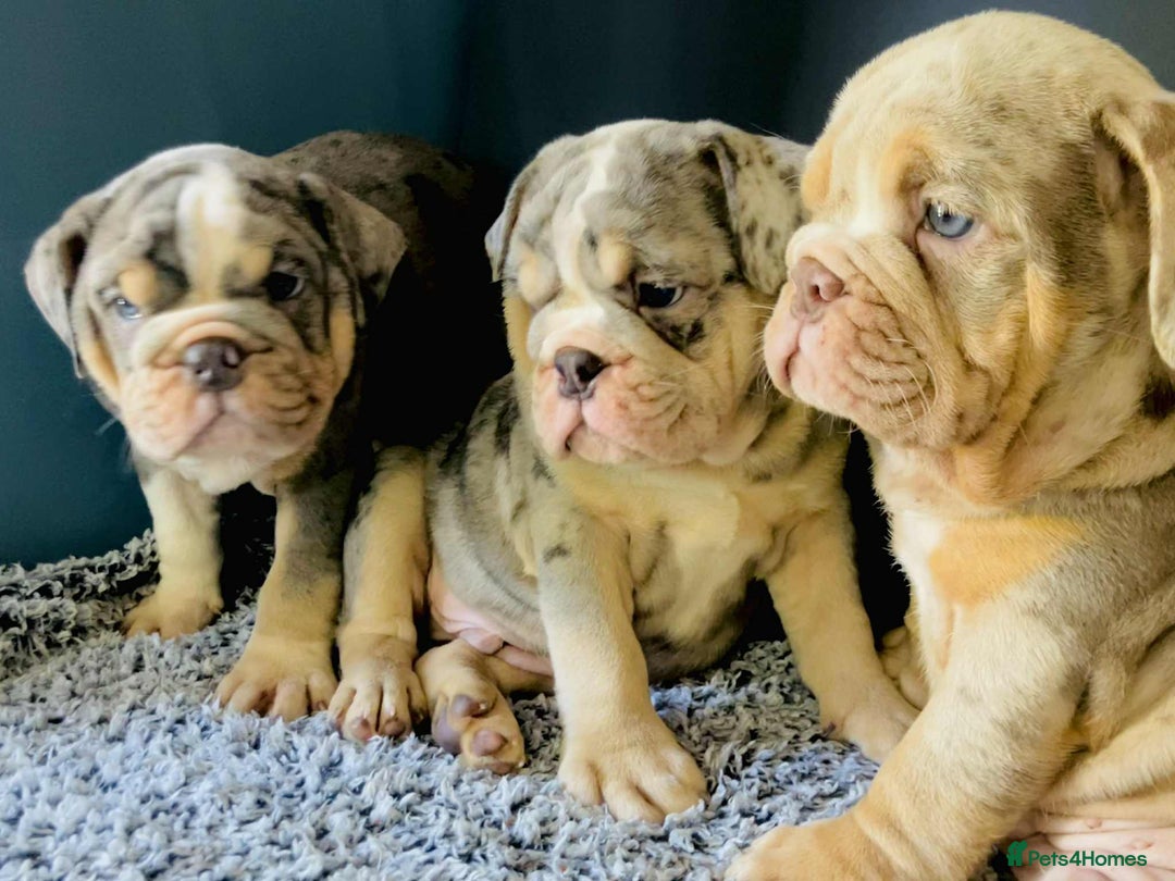 English Bulldog dogs for sale: READY NOW LILAC MERLE ENGLISH BULLDOG BOY in Gunnislake - Image 4