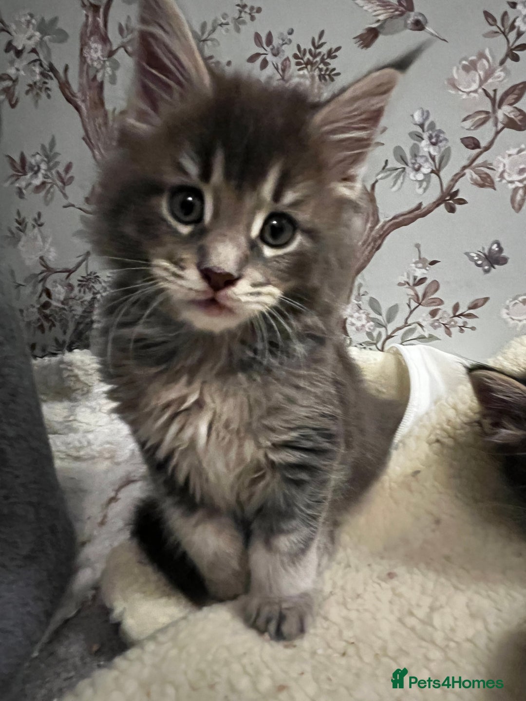 Maine Coon cats for sale:  Pedigree Maine Coon kittens - Advert 20