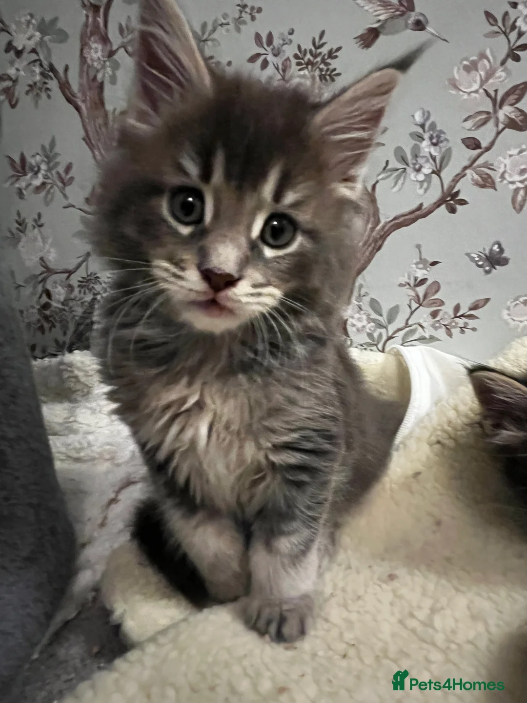 Maine Coon cats for sale:  Pedigree Maine Coon kittens - Advert 20