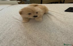 Mixed Breed dogs for sale: Puppy's  - Image 2