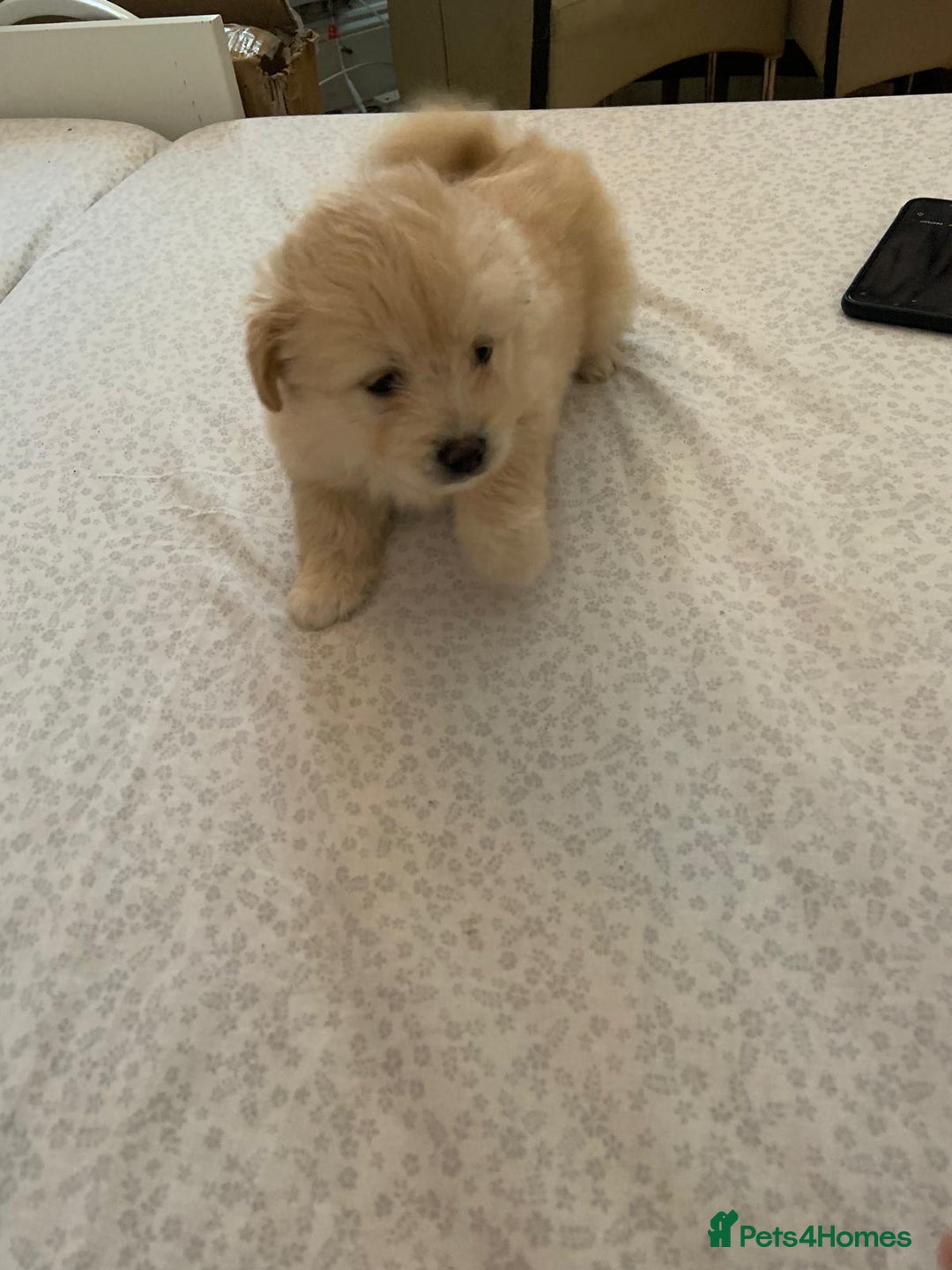 Mixed Breed dogs for sale: Puppy's  - Image 2