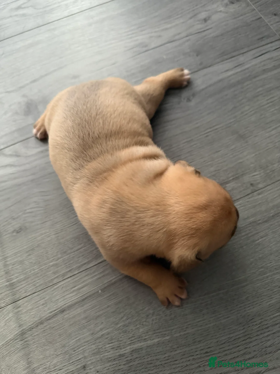 American Bully dogs for sale: American bully classic puppies for sale  - Advert 26