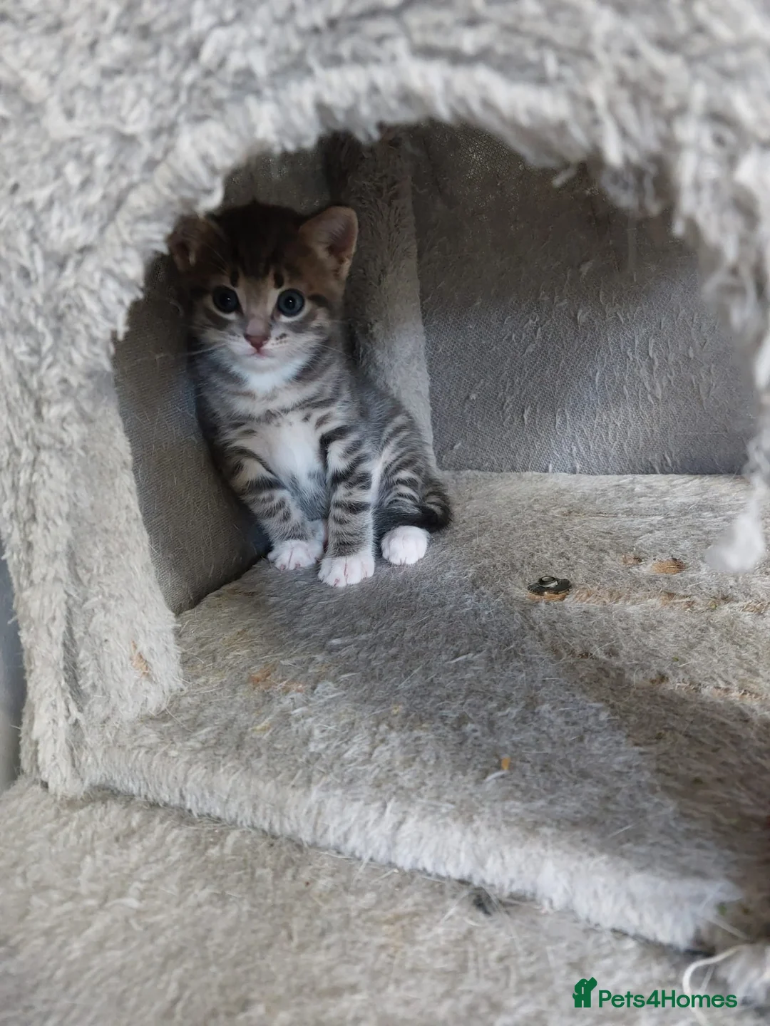 Mixed Breed cats for sale: 1 girl kitten left - Advert 1