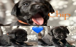 Mixed Breed dogs for sale: Sprockador puppies  - Image 4