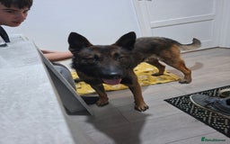 Belgian Shepherd Dog dogs for sale: Male  - Advert 10