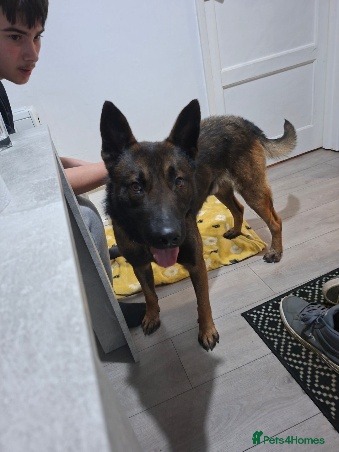 Belgian Shepherd Dog dogs for sale: Male  - Advert 10