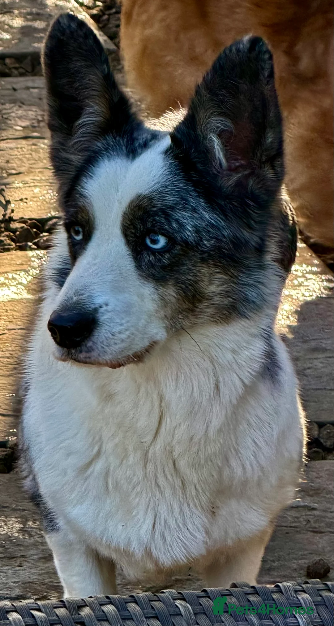 Welsh Corgi Cardigan dogs for adoption: MICHELLE – Welsh Corgi Pembroke  - Advert 6