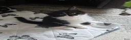Mixed Breed cats for sale: Lovely 3-month-old mixed breed kittens - Advert 2