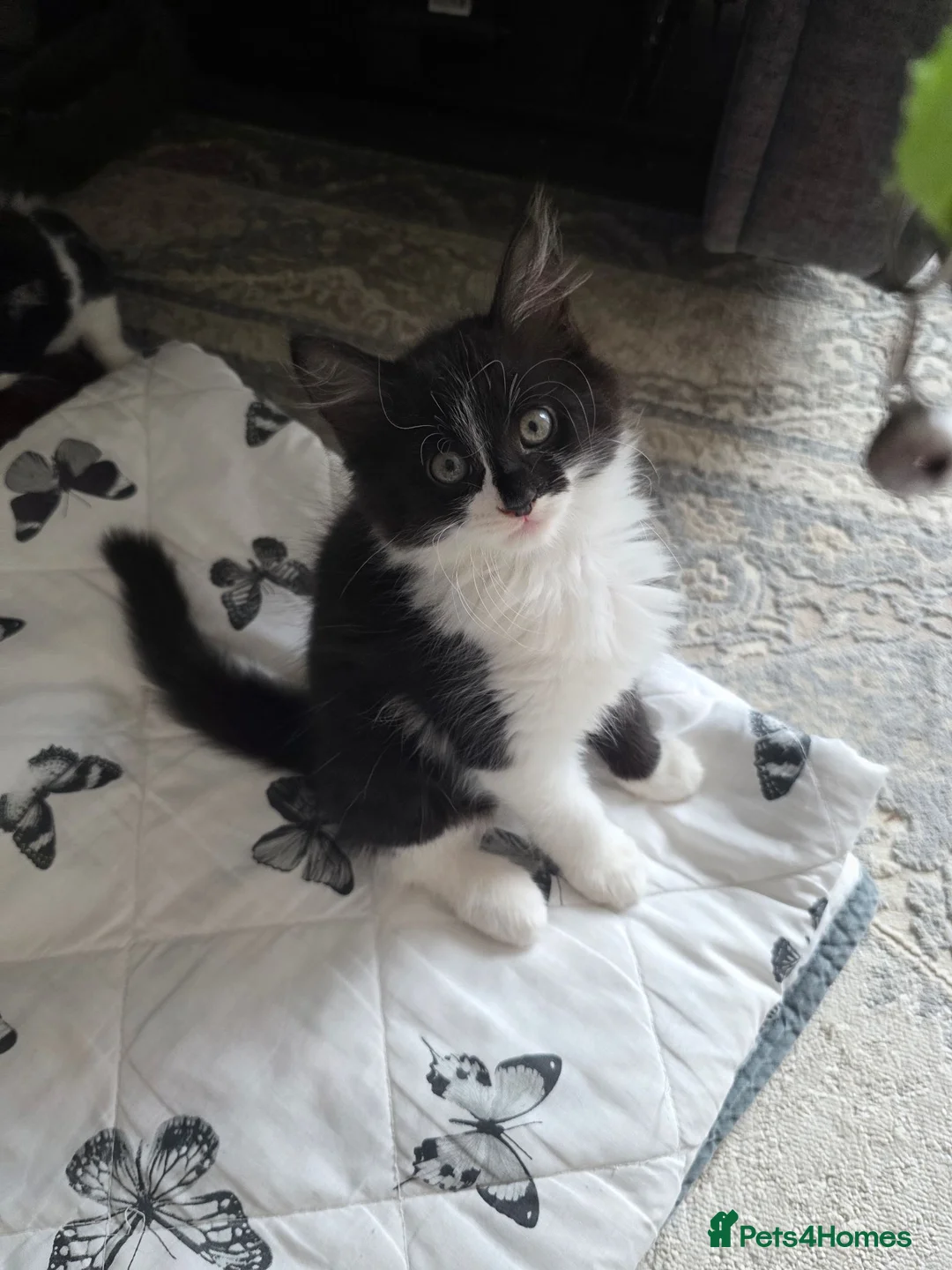 Mixed Breed cats for sale: Lovely 3-month-old mixed breed kittens - Advert 2