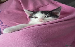 Mixed Breed cats for sale: 5 mixed breed kittens - Image 2
