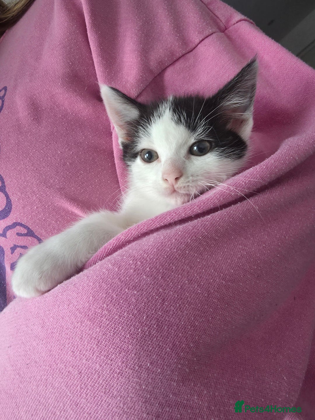 Mixed Breed cats for sale: 5 mixed breed kittens - Image 2