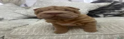 Shar Pei dogs for sale: beautiful shar pei girl  - Advert 6