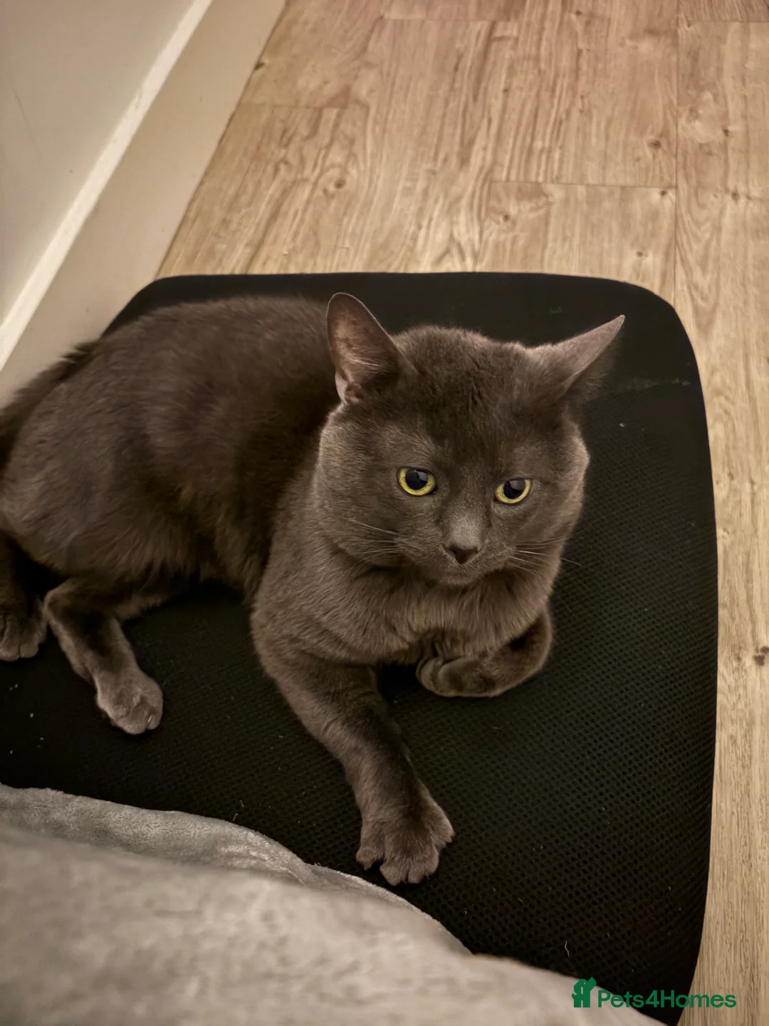 Russian Blue cats for sale: Russian blue up for adoption  - Advert 2