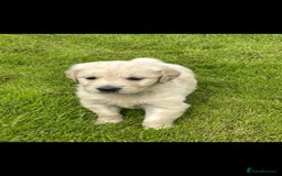 Golden Retriever dogs for sale: Golden retriever puppies  - Image 1