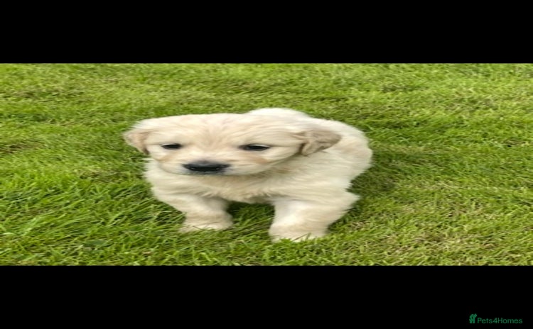 Golden Retriever dogs - Advert 1