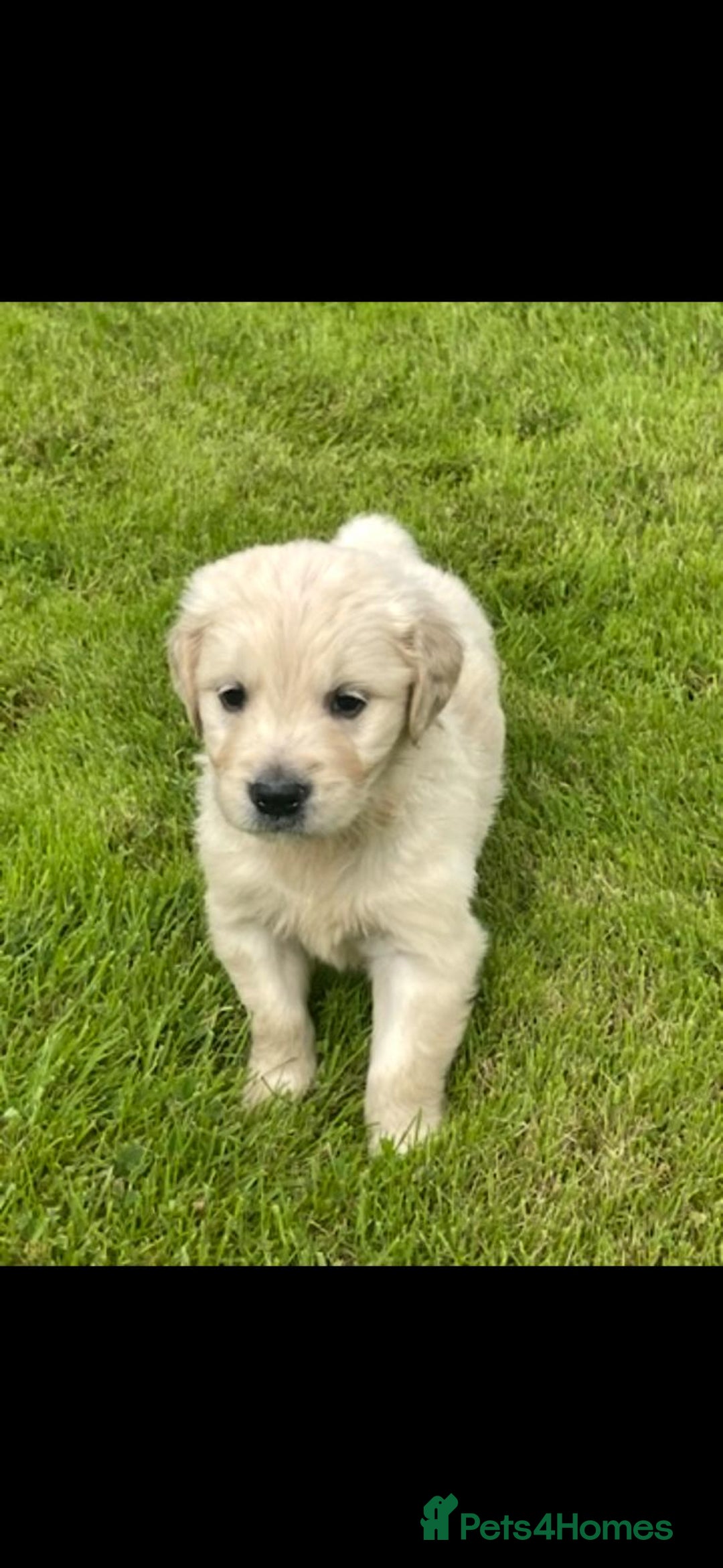 Golden Retriever dogs for sale: Golden retriever puppies  - Image 1