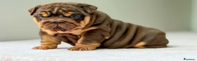 English Bulldog 2
