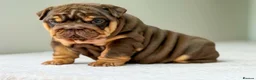 English Bulldog dogs for sale: ⭐️⭐️⭐️2 OUTSTANDING FEMALES⭐️⭐️⭐️ - Advert 12