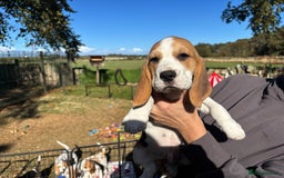 Beagle dogs for sale: Male Beagle Puppies  - Image 8