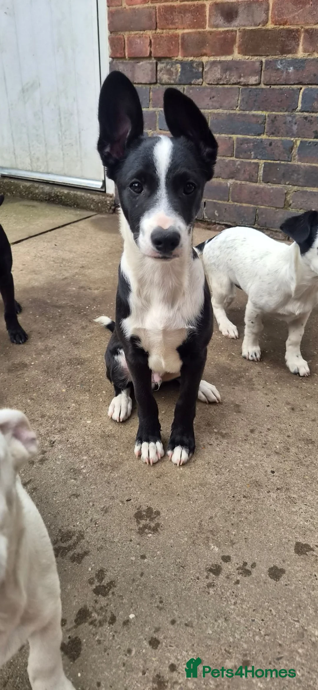 Mixed Breed dogs for sale: Puppy - Advert 1