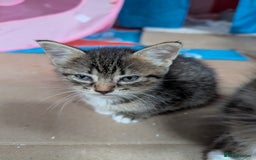Domestic Shorthair cats for sale: 4 Playful Kittens Ready for Loving Homes!  - Image 2