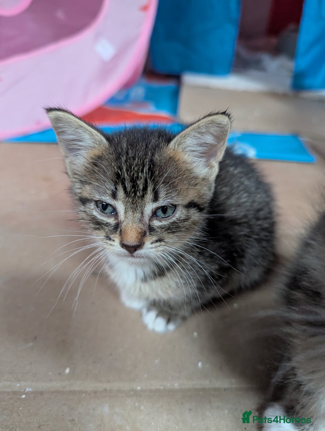Domestic Shorthair cats for sale: 4 Playful Kittens Ready for Loving Homes!  - Image 2