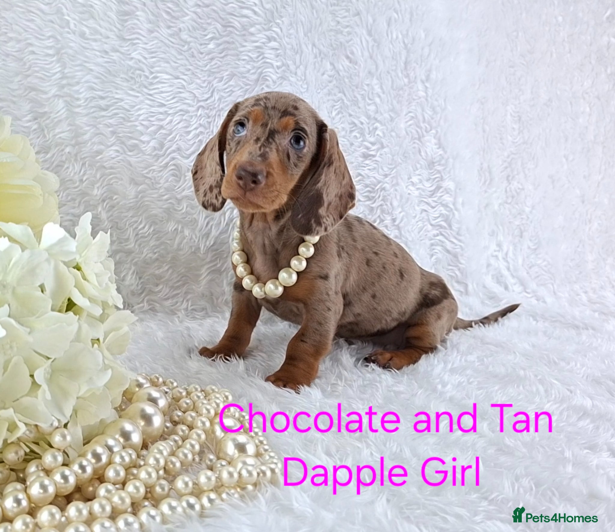Miniature Dachshund dogs Stunning Miniature Dachshund Puppies  - Advert 1