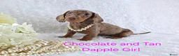 Miniature Dachshund dogs for sale: Stunning Miniature Dachshund Puppies  - Advert 1