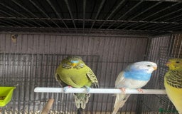 Lovebirds birds for sale: 3 pairs of budgies - Image 1