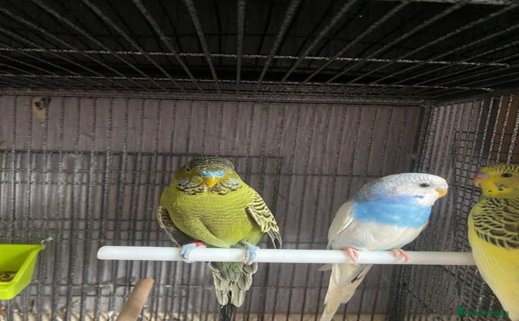 Lovebirds birds - Advert 8