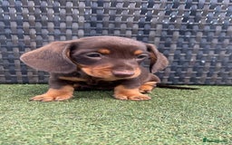 Miniature Dachshund dogs for sale: Stunning miniature dachshund puppies  - Image 7
