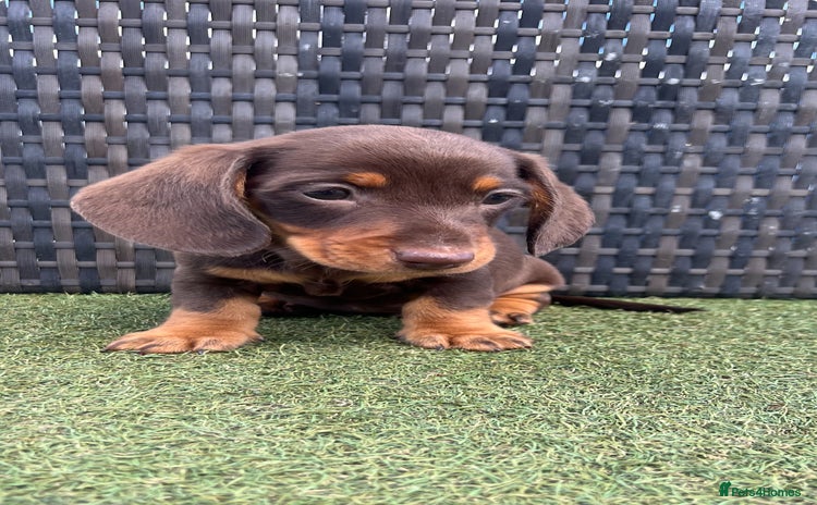 Miniature Dachshund dogs - Advert 4